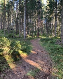 Skogsstig