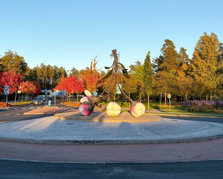 Rondell med stor körsbärsblomklase i mitten och höstträd rumtomkring