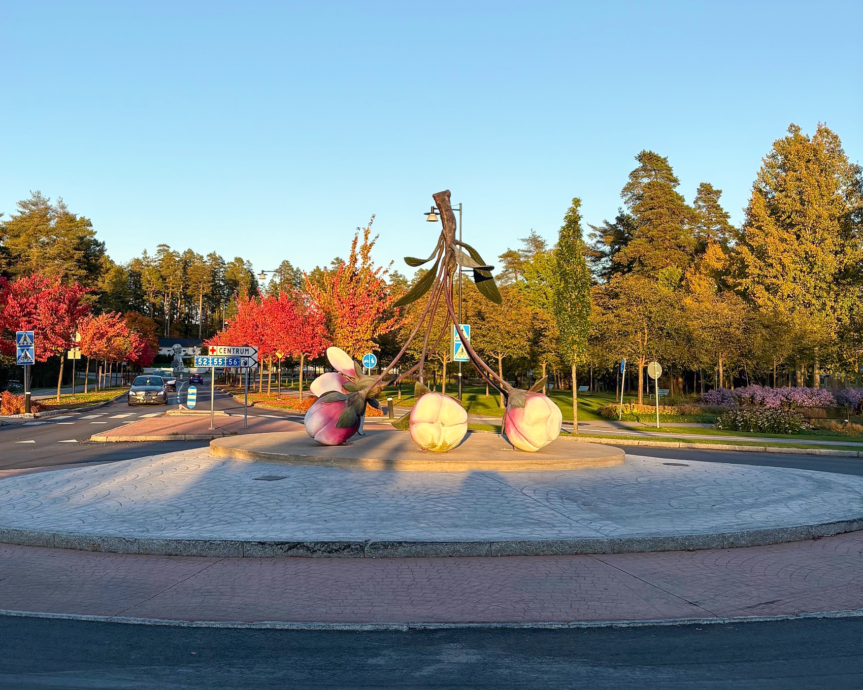 Rondell med stor körsbärsblomklase i mitten och höstträd rumtomkring